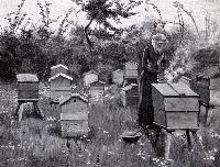 Bee Keeping Near Lismore